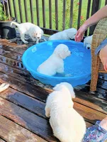 Willow, a female English Cream Golden Retriever for sale in Almond, WI – 4 of 9