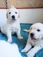 Chester, a male English Cream Golden Retriever for sale in Almond, WI – 5 of 7