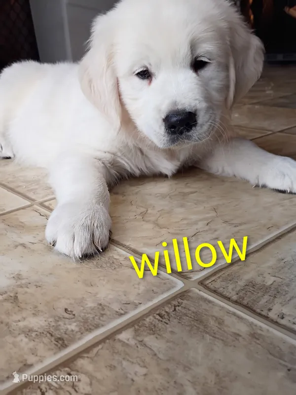 Willow – English Cream Golden Retriever puppy for sale in Almond, WI