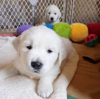 Brooke , a female Golden Retriever for sale in Almond, WI – 4 of 10
