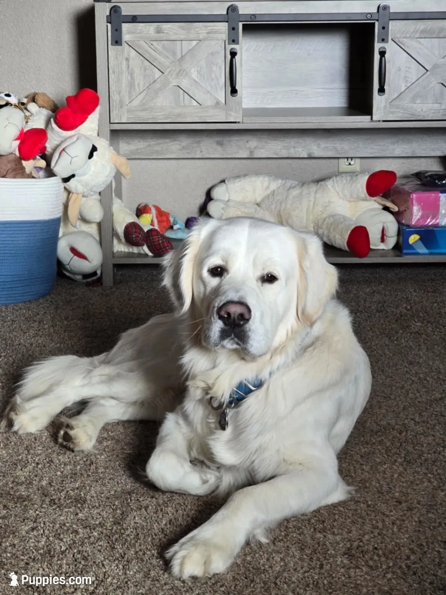 Brooke , a female Golden Retriever for sale in Almond, WI – 8 of 10