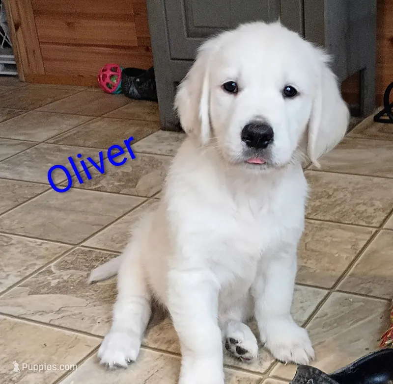Oliver – English Cream Golden Retriever puppy on hold in Almond, WI