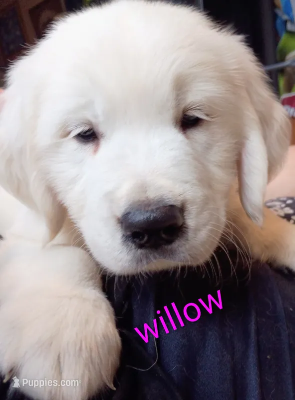 Willow – English Cream Golden Retriever puppy for sale in Almond, WI