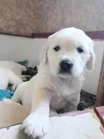 Brooke , a female English Cream Golden Retriever for sale in Almond, WI – 3 of 6