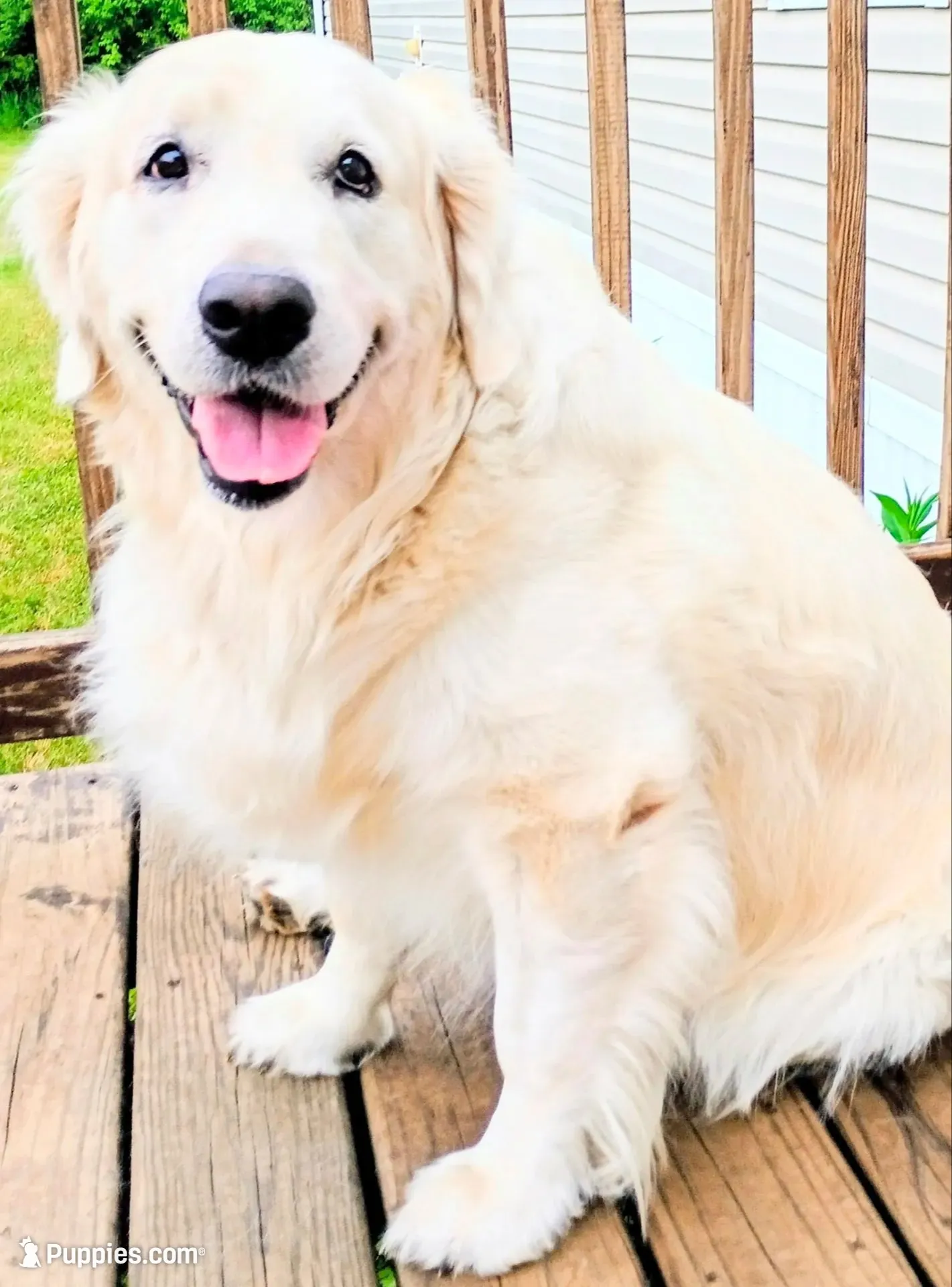 Willow, a female English Cream Golden Retriever for sale in Almond, WI – 5 of 9