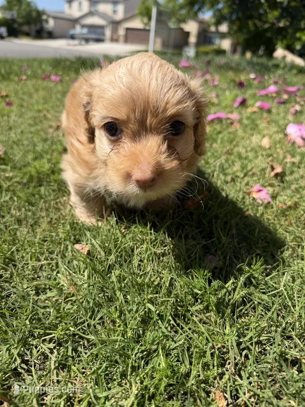 Canelo – Maltipoo, Poodle - Toy  puppy for sale in Bakersfield, CA