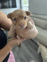 Canelo, a male Maltipoo and Poodle - Toy  for sale in Bakersfield, CA – Photo 4 of 5
