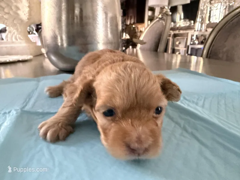 Canelo – Maltipoo, Poodle - Toy  puppy for sale in Bakersfield, CA