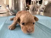 Canelo, a male Maltipoo and Poodle - Toy  for sale in Bakersfield, CA – Photo 1 of 5