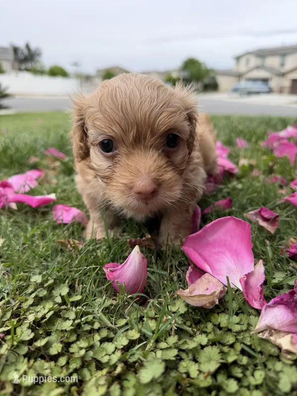 Canelo – Maltipoo, Poodle - Toy  puppy for sale in Bakersfield, CA