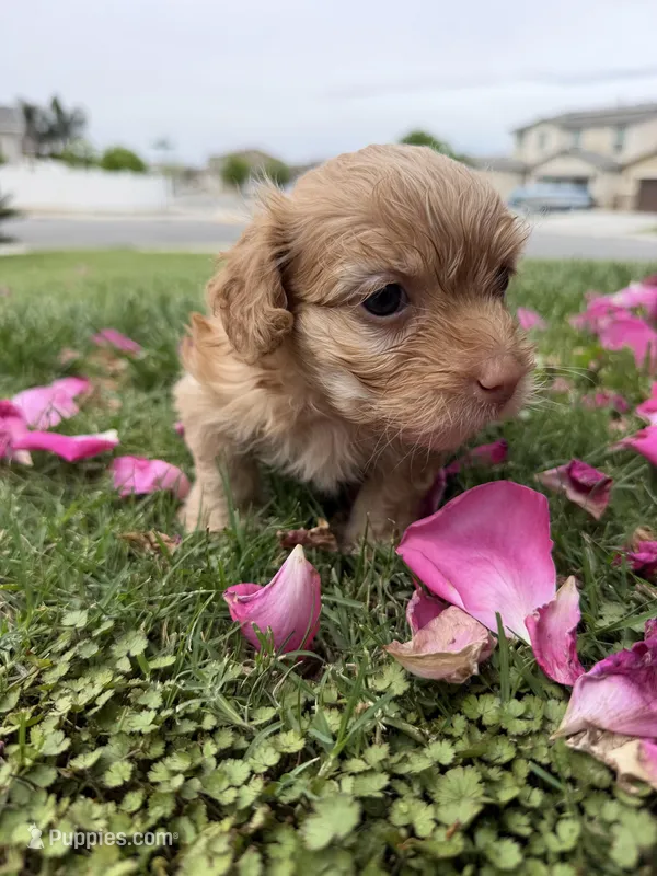 Canelo – Maltipoo, Poodle - Toy  puppy for sale in Bakersfield, CA