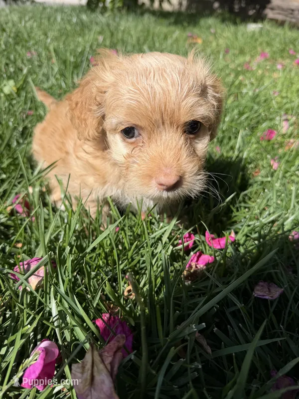Canelo – Maltipoo, Poodle - Toy  puppy for sale in Bakersfield, CA