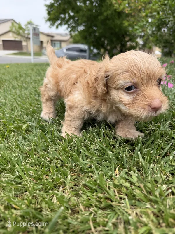 Canelo – Maltipoo, Poodle - Toy  puppy for sale in Bakersfield, CA