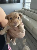Canelo, a male Maltipoo and Poodle - Toy  for sale in Bakersfield, CA – Photo 5 of 5