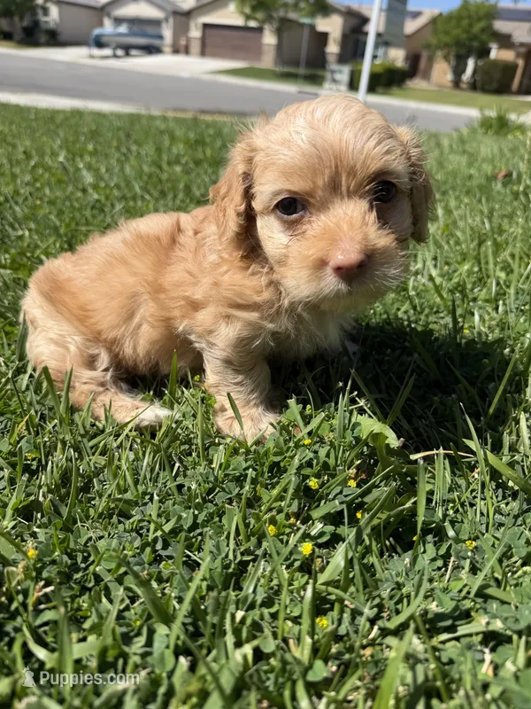 Canelo – Maltipoo, Poodle - Toy  puppy for sale in Bakersfield, CA