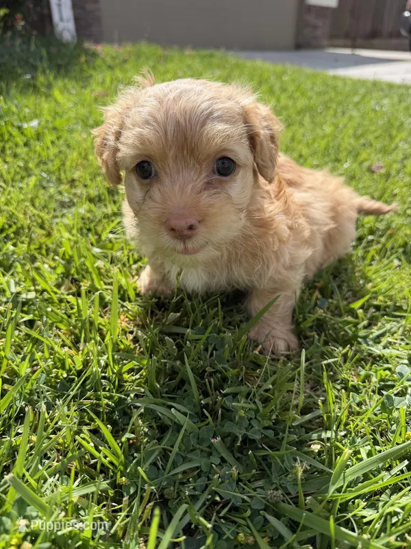 Canelo – Maltipoo, Poodle - Toy  puppy for sale in Bakersfield, CA