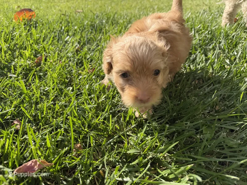 Canelo – Maltipoo, Poodle - Toy  puppy for sale in Bakersfield, CA