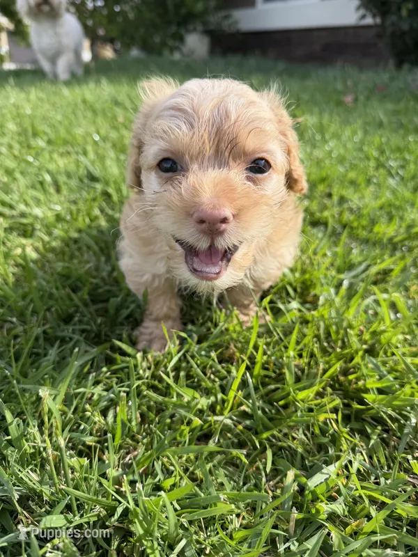 Canelo – Maltipoo, Poodle - Toy  puppy for sale in Bakersfield, CA