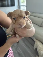 Canelo, a male Maltipoo and Poodle - Toy  for sale in Bakersfield, CA – Photo 2 of 5