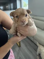 Canelo, a male Maltipoo and Poodle - Toy  for sale in Bakersfield, CA – Photo 3 of 5
