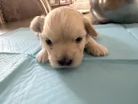 Winnie, a female Maltipoo and Poodle - Toy  for sale in Bakersfield, CA – Photo 2 of 2