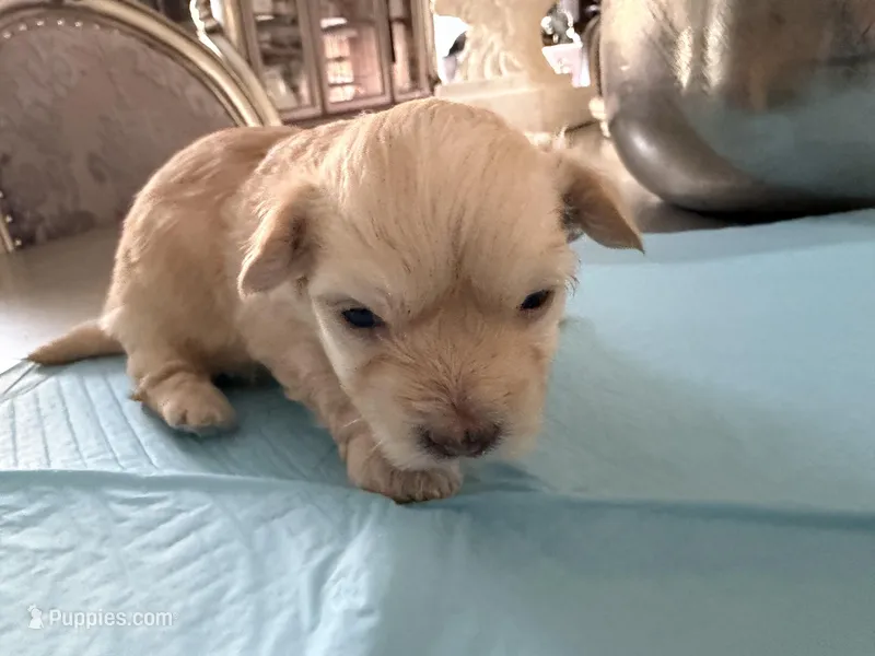 Winnie – Maltipoo, Poodle - Toy  puppy for sale in Bakersfield, CA