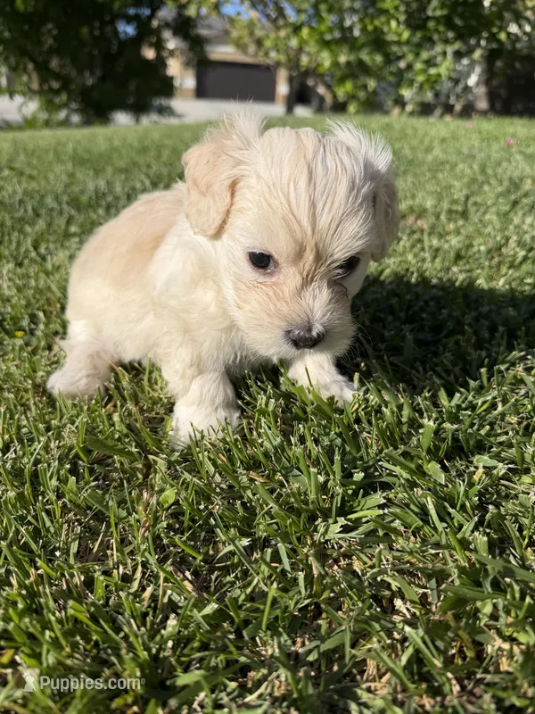 Winnie – Maltipoo, Poodle - Toy  puppy for sale in Bakersfield, CA