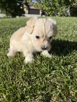 Winnie, a female Maltipoo and Poodle - Toy  for sale in Bakersfield, CA – Photo 4 of 7