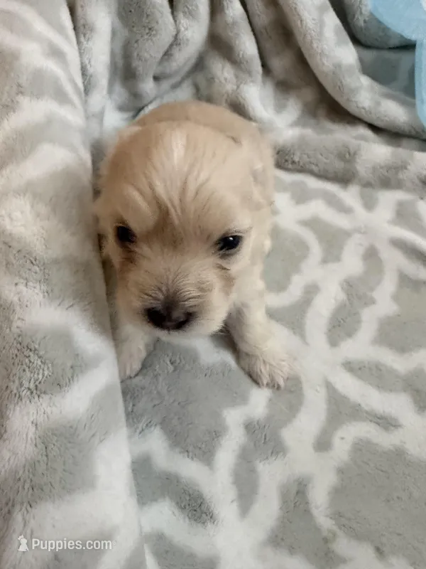 Minnie – Maltipoo puppy for sale in Bakersfield, CA