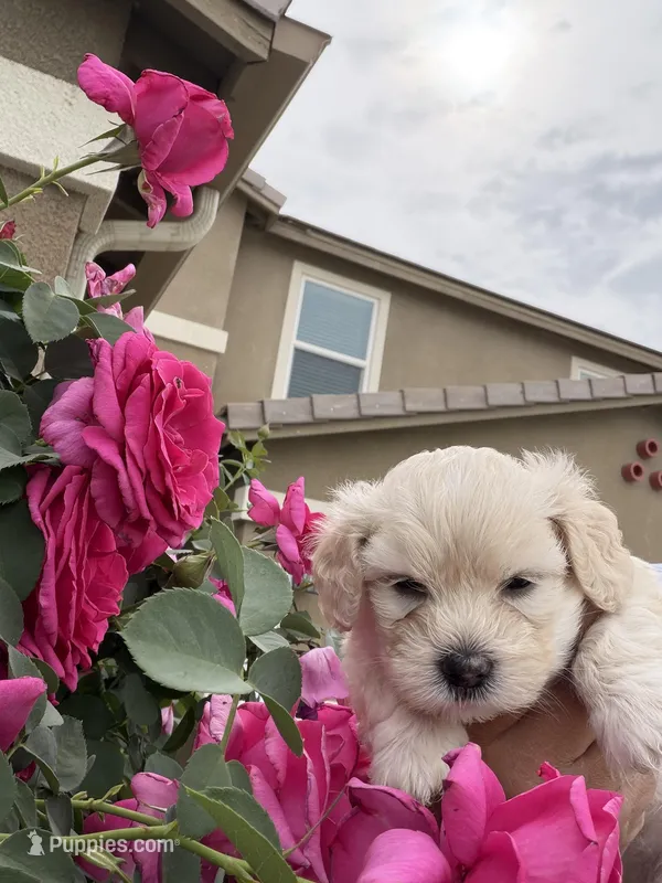 Winnie – Maltipoo, Poodle - Toy  puppy for sale in Bakersfield, CA