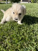Winnie, a female Maltipoo and Poodle - Toy  for sale in Bakersfield, CA – Photo 3 of 7