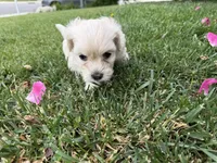 Winnie, a female Maltipoo and Poodle - Toy  for sale in Bakersfield, CA – Photo 7 of 7