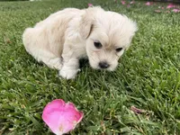 Winnie, a female Maltipoo and Poodle - Toy  for sale in Bakersfield, CA – Photo 6 of 7