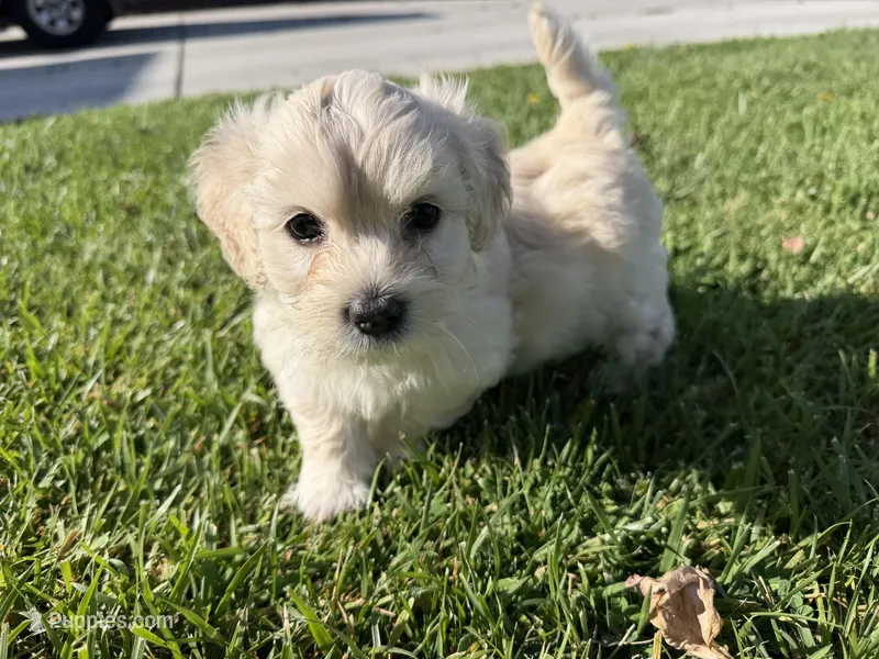 Winnie – Maltipoo, Poodle - Toy  puppy for sale in Bakersfield, CA