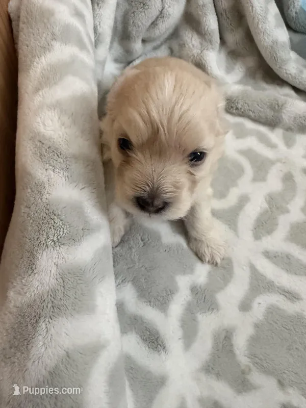 Minnie – Maltipoo puppy for sale in Bakersfield, CA