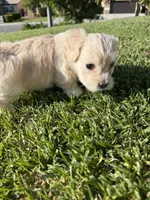 Winnie, a female Maltipoo and Poodle - Toy  for sale in Bakersfield, CA – Photo 5 of 7