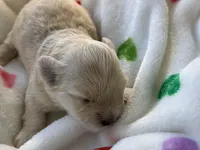 Minnie, a female Maltipoo for sale in Bakersfield, CA – Photo 1 of 3