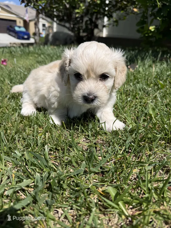 Winnie – Maltipoo, Poodle - Toy  puppy for sale in Bakersfield, CA