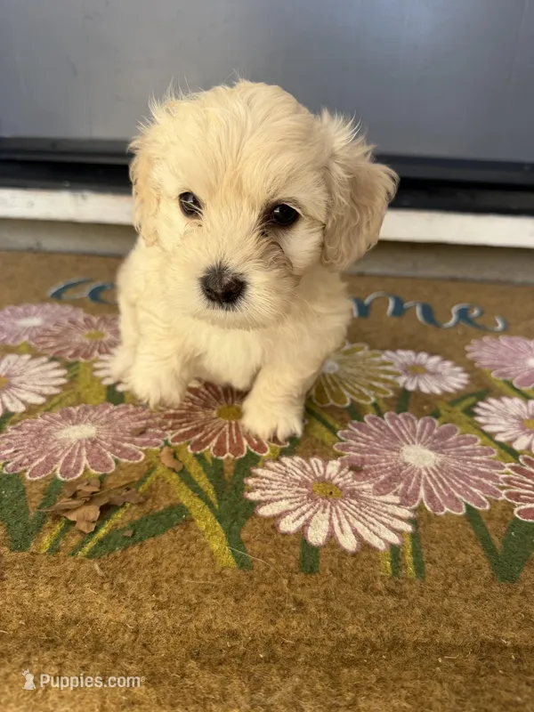 Winnie – Maltipoo, Poodle - Toy  puppy for sale in Bakersfield, CA