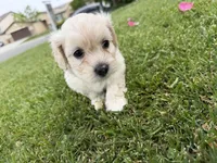 Winnie, a female Maltipoo and Poodle - Toy  for sale in Bakersfield, CA – Photo 2 of 7