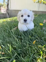 Winnie, a female Maltipoo and Poodle - Toy  for sale in Bakersfield, CA – Photo 1 of 8