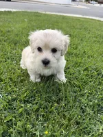 Winnie, a female Maltipoo and Poodle - Toy  for sale in Bakersfield, CA – Photo 5 of 8