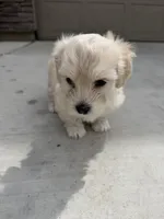 Winnie, a female Maltipoo and Poodle - Toy  for sale in Bakersfield, CA – Photo 2 of 8