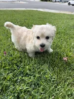 Winnie, a female Maltipoo and Poodle - Toy  for sale in Bakersfield, CA – Photo 4 of 8