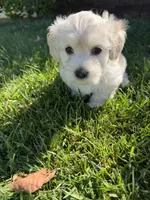 Winnie, a female Maltipoo and Poodle - Toy  for sale in Bakersfield, CA – Photo 7 of 8