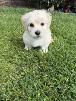 Winnie, a female Maltipoo and Poodle - Toy  for sale in Bakersfield, CA – Photo 8 of 8