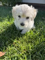 Winnie, a female Maltipoo and Poodle - Toy  for sale in Bakersfield, CA – Photo 6 of 8