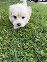 Winnie, a female Maltipoo and Poodle - Toy  for sale in Bakersfield, CA – Photo 3 of 8