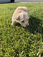 Minnie, a female Maltipoo and Poodle - Toy  for sale in Bakersfield, CA – Photo 6 of 8