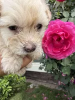 Minnie, a female Maltipoo and Poodle - Toy  for sale in Bakersfield, CA – Photo 2 of 8